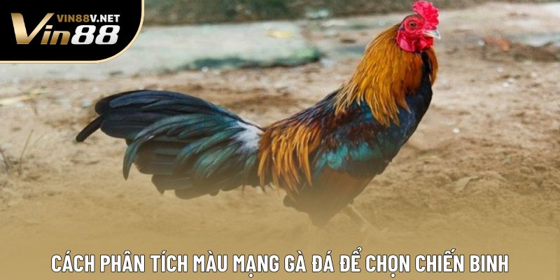 Cách phân tích màu mạng gà đá để chọn chiến binh