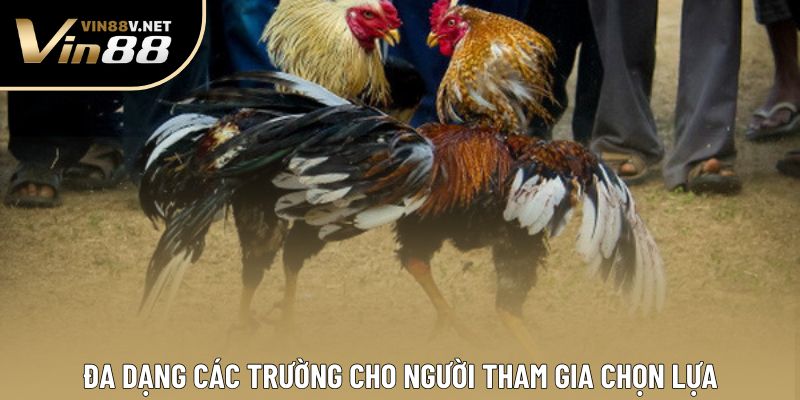 Đa dạng các trường cho người tham gia chọn lựa