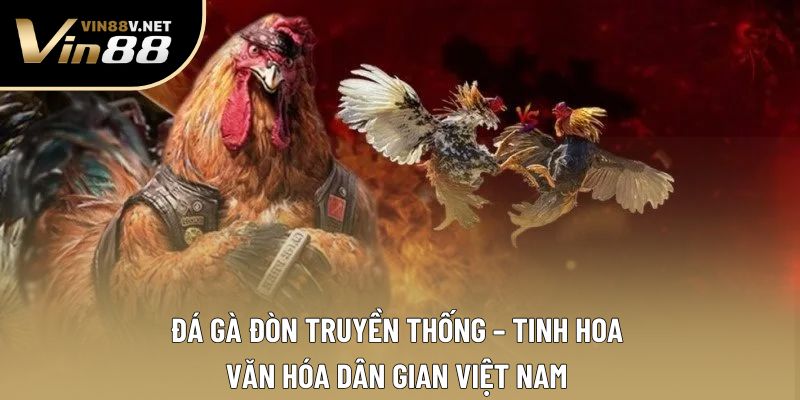 Đá Gà Đòn Truyền Thống – Tinh Hoa Văn Hóa Dân Gian Việt Nam 