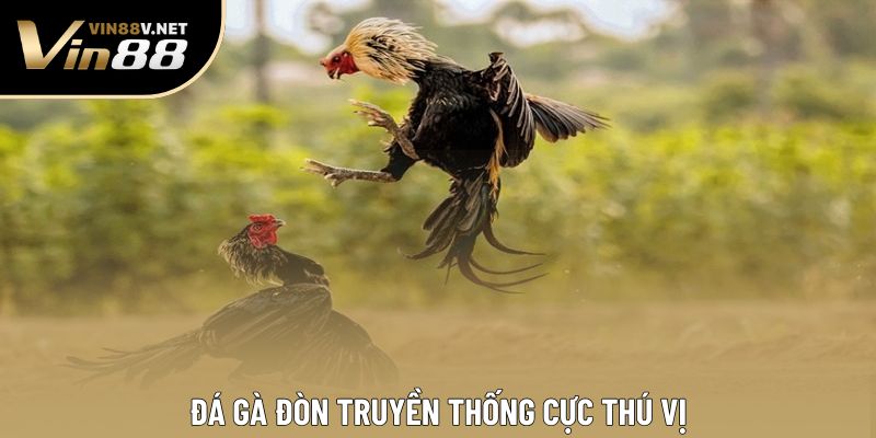 Đá gà đòn truyền thống cực thú vị