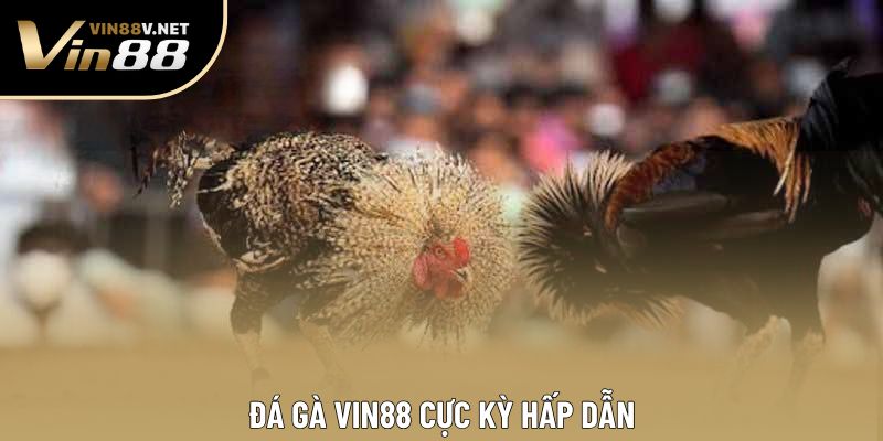 Đá gà VIN88 cực kỳ hấp dẫn