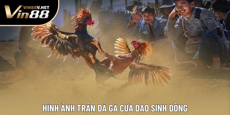 Hình ảnh trận đá gà cựa dao sinh động