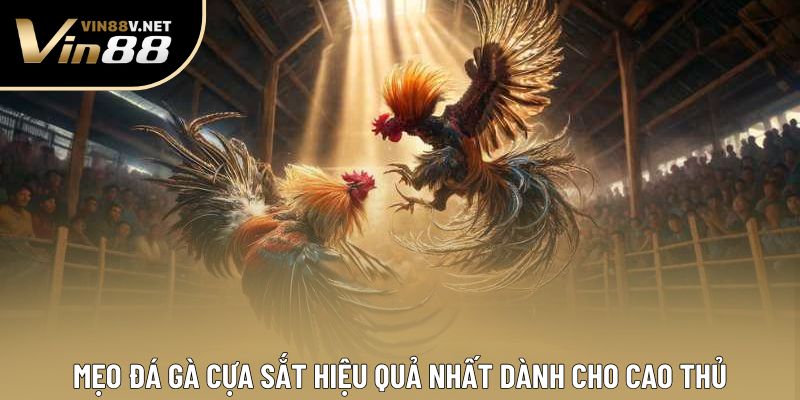 Mẹo Đá Gà Cựa Sắt Hiệu Quả Nhất Dành Cho Cao Thủ