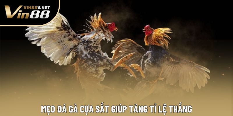 Mẹo đá gà cựa sắt giúp tăng tỉ lệ thắng