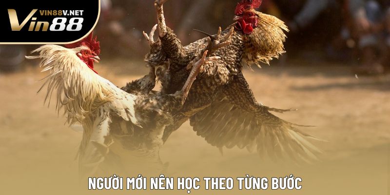 Người mới nên học theo từng bước