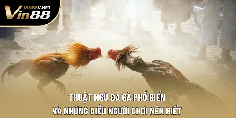 Thuật Ngữ Đá Gà Phổ Biến Và Những Điều Người Chơi Nên Biết 