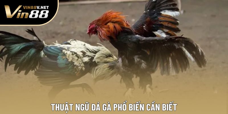 Thuật ngữ đá gà phổ biến cần biết
